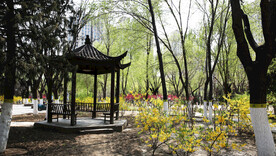 城市公园 春天