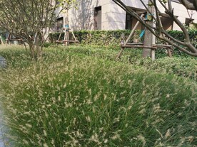 郑州  永威   森林花语  