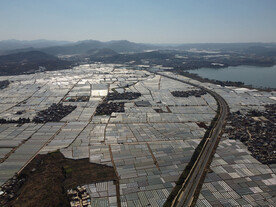 田野