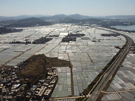 田野