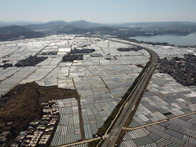 田野