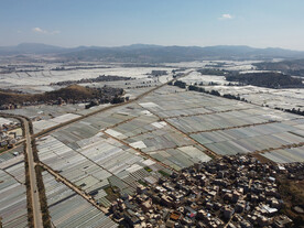 田野