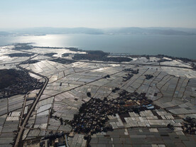 田野