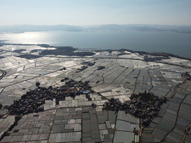田野