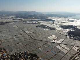田野