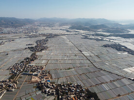 田野