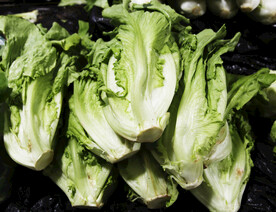 生菜