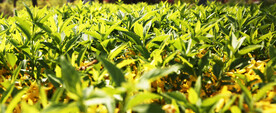 绿树植物