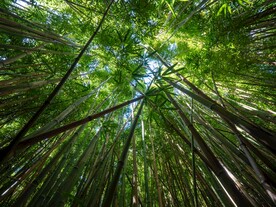 竹林 竹子
