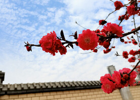 花草