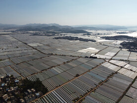 田野