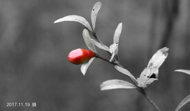 石榴花
