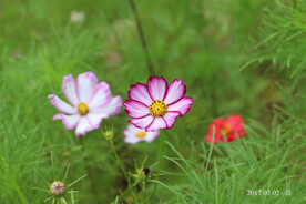 波斯菊