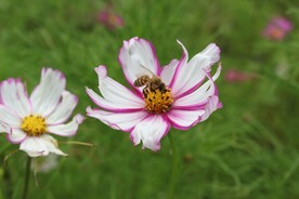 花花