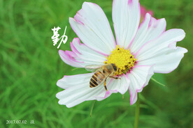 蜜蜂