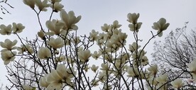 素玉兰