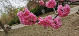 榆叶梅