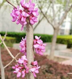 紫荆花
