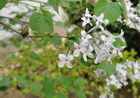 白丁香