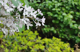 丁香花