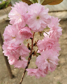 一丛樱花