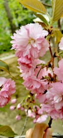 送你朵花