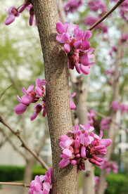 紫荆花