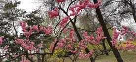 榆叶梅