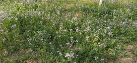 二月兰花丛