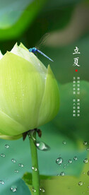 立夏节气海报