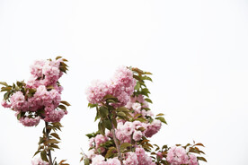 绿植花卉
