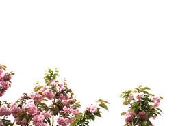 春天 花