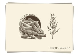 玉米 麦穗 手绘稿