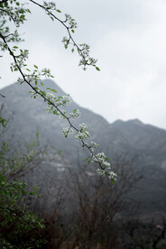 杜梨花