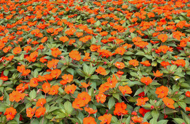 花丛