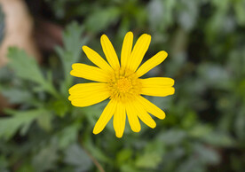 小菊花