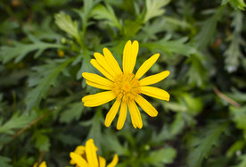 小菊花