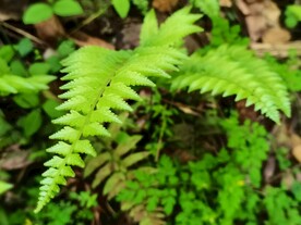 绿色 养眼 蕨类植物