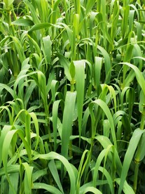 绿色 养眼 玉米地 屏保