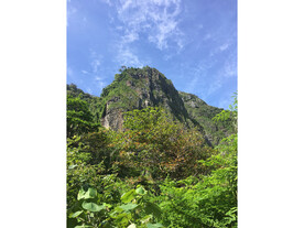 绿树青山