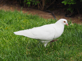 白鸽