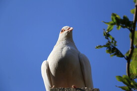 白鸽
