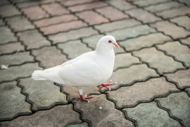 白鸽