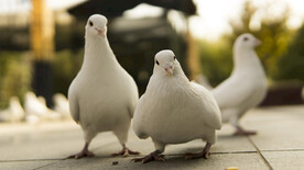 白鸽