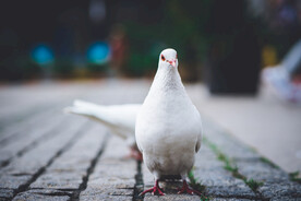 白鸽