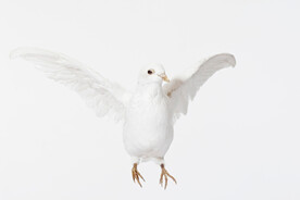 白鸽