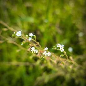 漂亮的花花