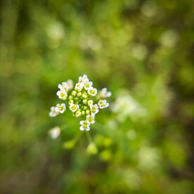 漂亮的花花
