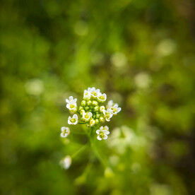 漂亮的花花