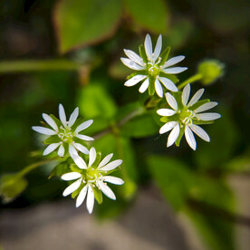 漂亮的花花